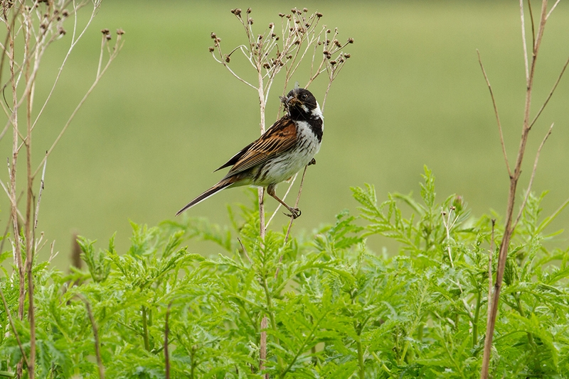 621 - REED BUNTING - JOHNSTON EION - scotland.jpg